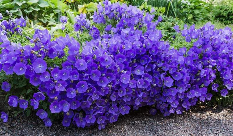 Carpathian Harebell Mix Colors 100 Seeds - Vesta Market