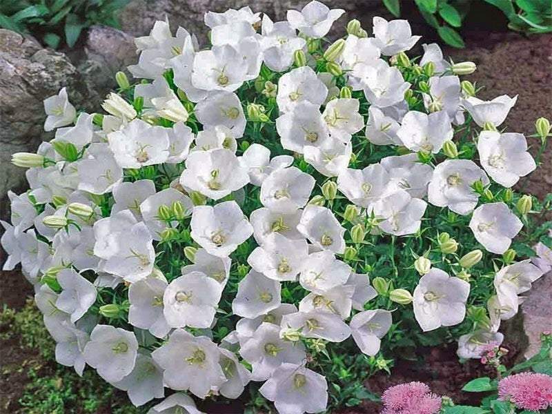 Carpathian Harebell Mix Colors 100 Seeds - Vesta Market