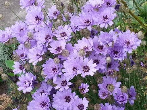 Catananche caerulea Blue and White Seeds - Vesta Market