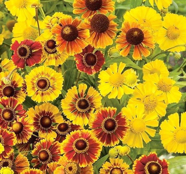 Helen's Flower Mixed Colors 100 seeds Vesta Market