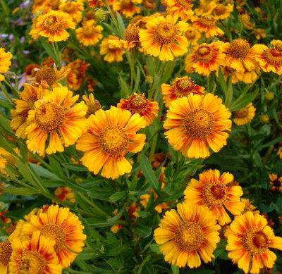 Helen's Flower Mixed Colors 100 seeds Vesta Market