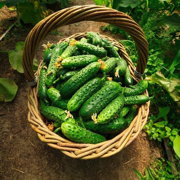 ORGANIC BIO Cornichon de Paris cucumber 200 seeds - Vesta Market