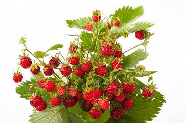 Wild Strawberry Baron von Solemacher 200 Seeds Vesta Market