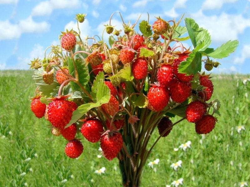 Wild Strawberry Baron von Solemacher 200 Seeds Vesta Market