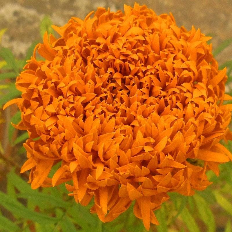 African Marigold Fantastic 50 seeds - Vesta Market