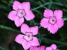 Cheddar Pink Flower 50 Seeds - Vesta Market
