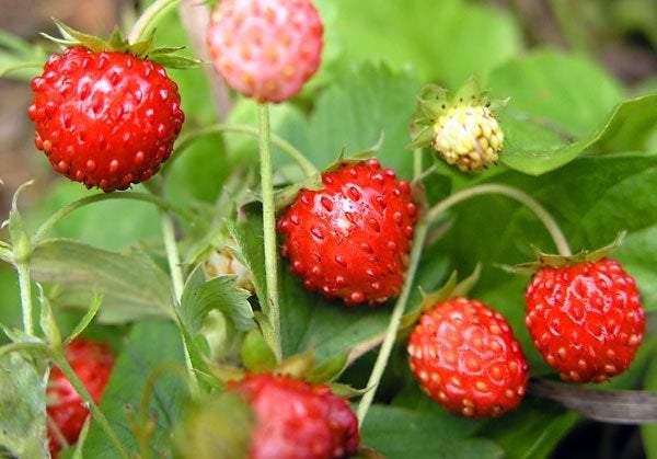Wild Strawberry Rügen - Very Fertile Fruits 100 Seeds Vesta Market