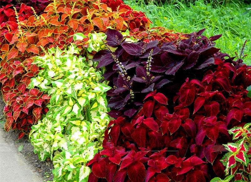 Coleus Rainbow Mixture 50 Seeds - Vesta Market