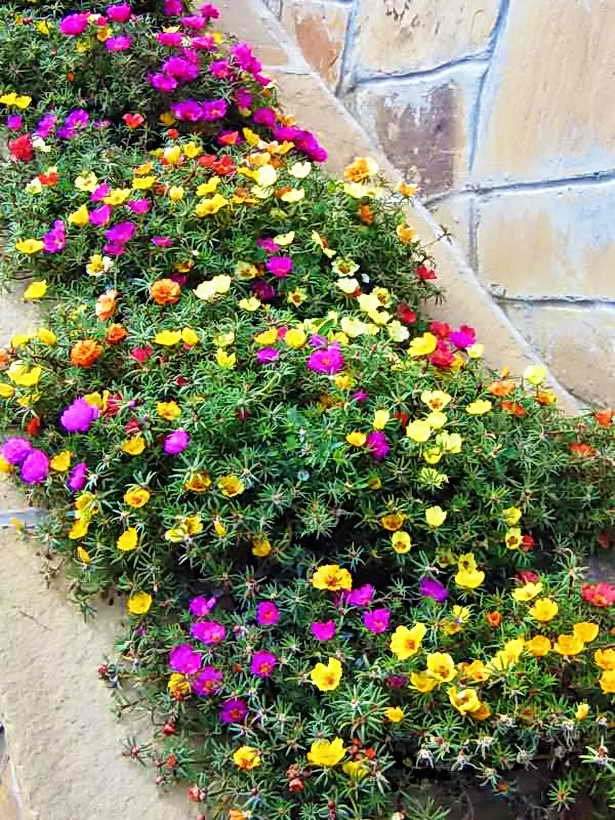 Moss Rose Mix Colors 300 seeds - Vesta Market