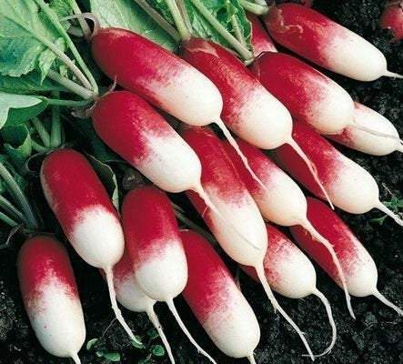 Radish Warta 2000 Seeds - Vesta Market