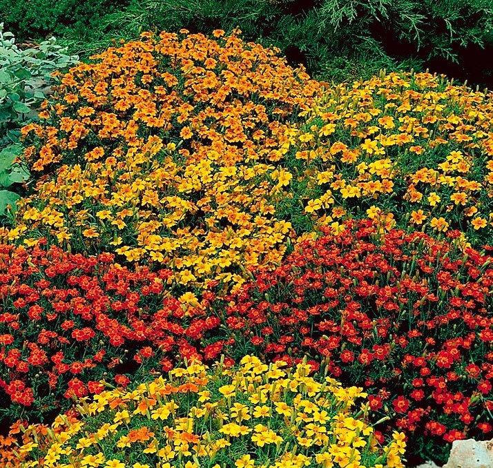 Signet marigold Lulu - lemon; golden marigold – Garden Seeds