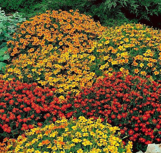 Signet Marigold Starfire 50 seeds Vesta Market