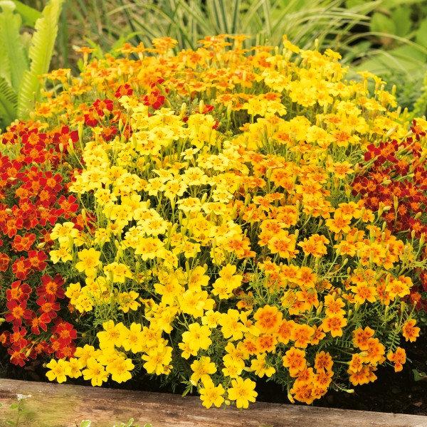 Signet Marigold Starfire 50 seeds Vesta Market
