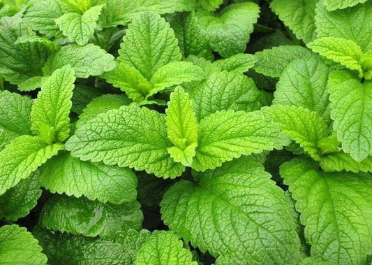 Lemon Balm Limonella 100 Seeds - Vesta Market