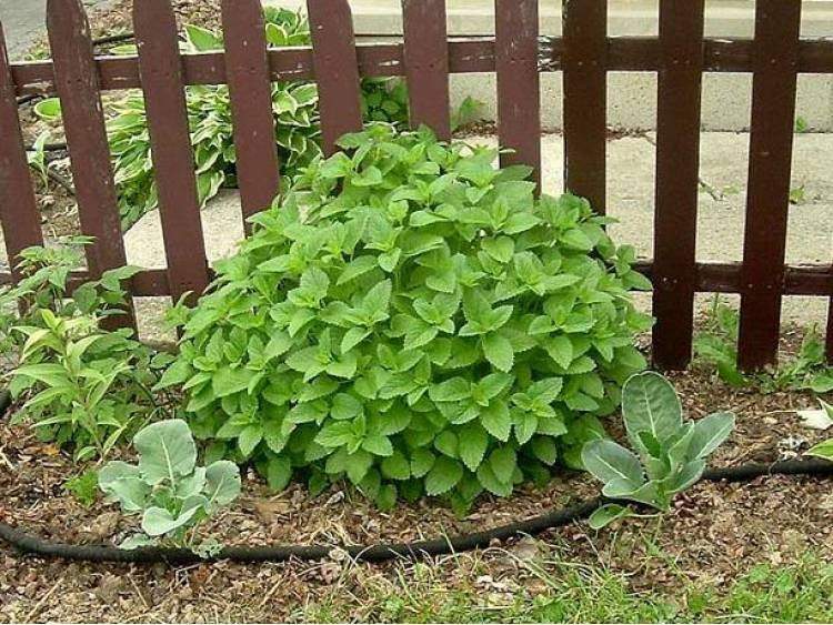 Lemon Balm Limonella 100 Seeds - Vesta Market