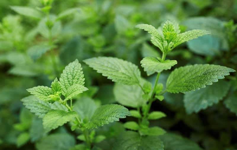Lemon Balm Limonella 100 Seeds - Vesta Market