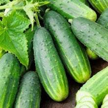 Cucumber Victoria F1 100 Seeds - Vesta Market
