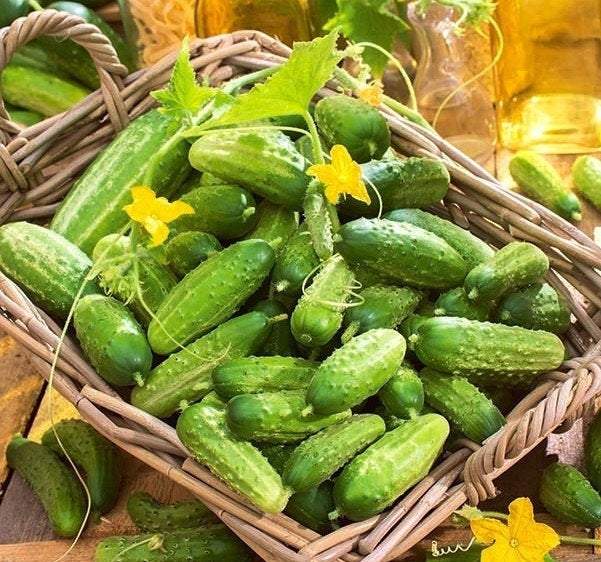 Cornichion de Paris 500 cucumber seeds - Vesta Market