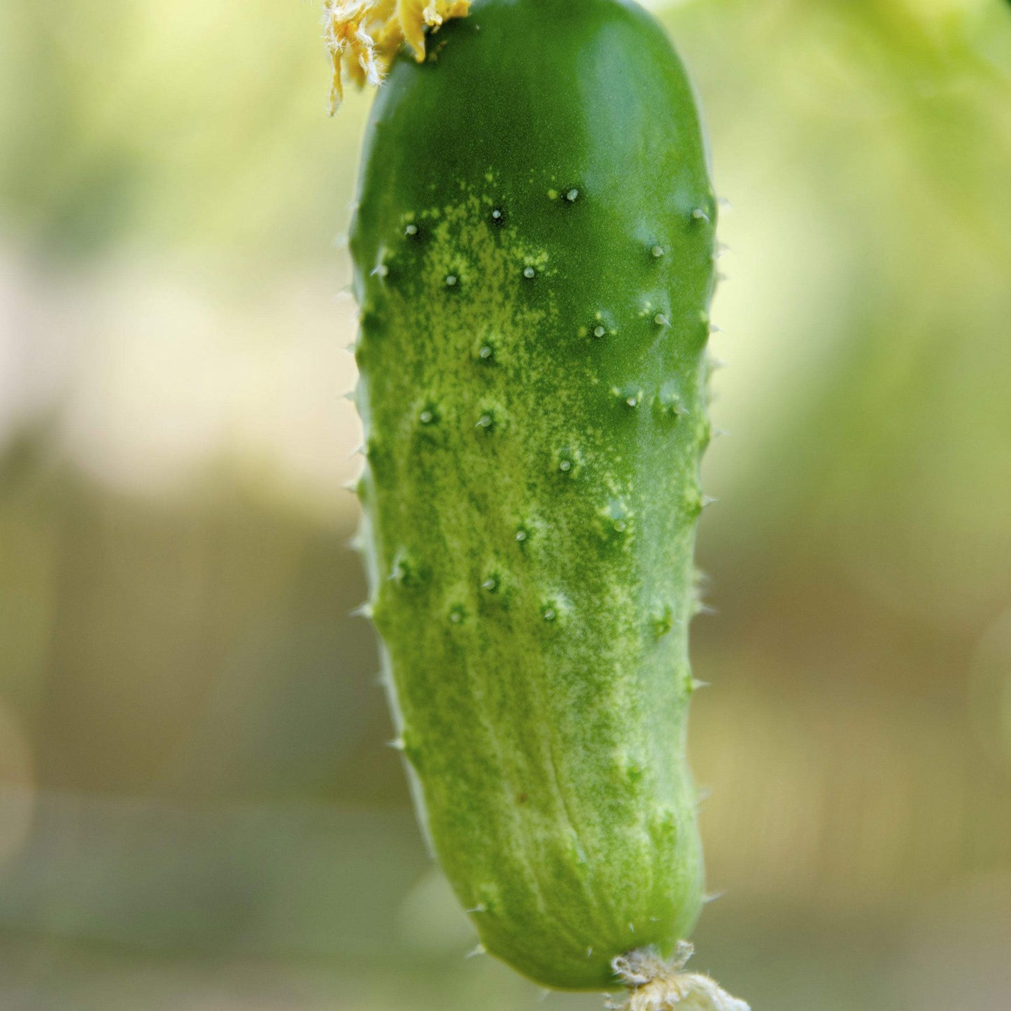 Cornichion de Paris 500 cucumber seeds - Vesta Market