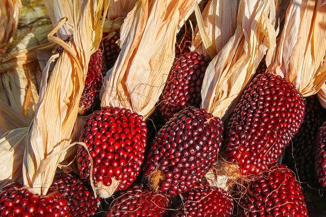 Ornamental Corn "Strawberry" 10 seeds - Vesta Market