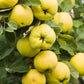 Quince Fruit Cydonia oblonga 10 seeds - Vesta Market