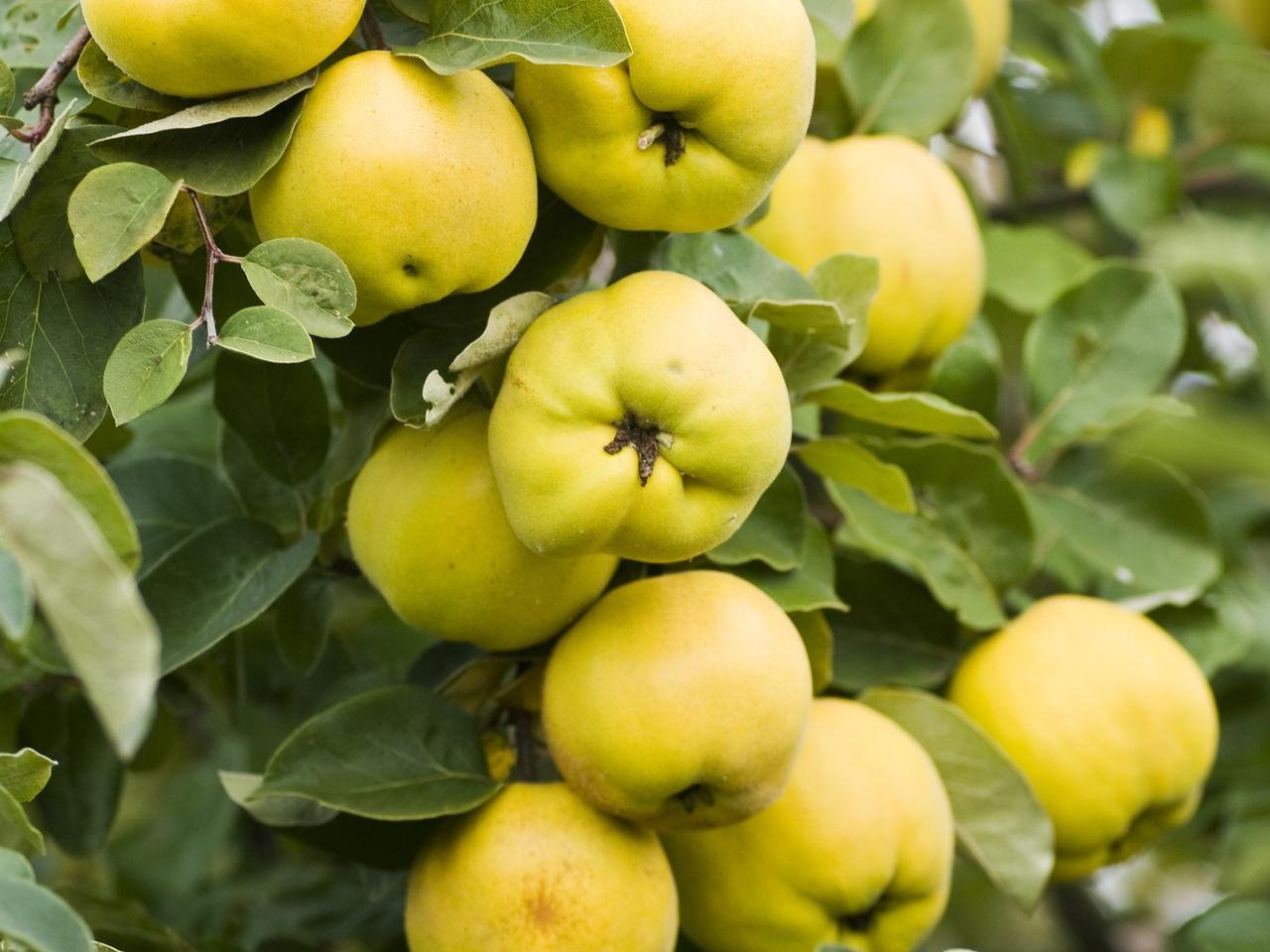 Quince Fruit Cydonia oblonga 10 seeds - Vesta Market
