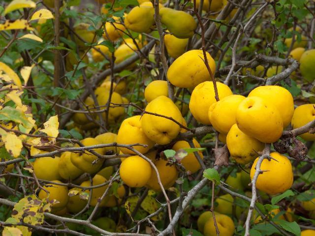Quince Fruit Cydonia oblonga 10 seeds - Vesta Market