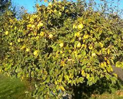 Quince Fruit Cydonia oblonga 10 seeds - Vesta Market