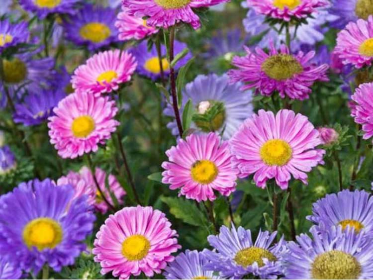 Alpine Aster Mixed Colors 100 seeds - Vesta Market