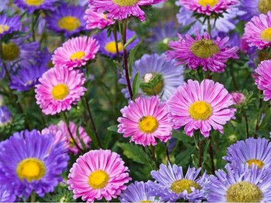 Alpine Aster Mixed Colors 100 seeds - Vesta Market