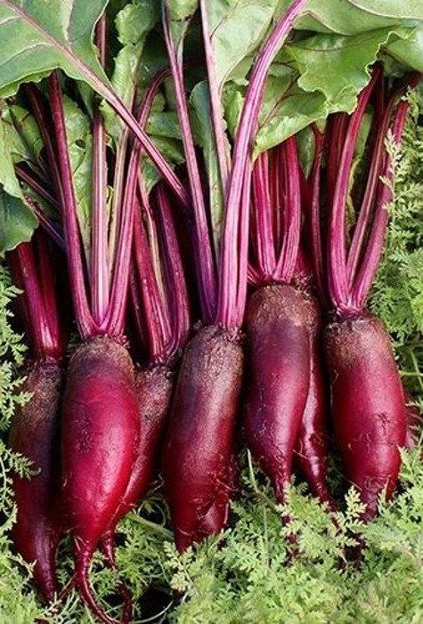 800 seeds of Beetroot Opolski cylindrical - Vesta Market