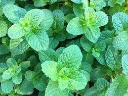 Peppermint 100 Seeds - Vesta Market