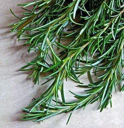 Rosemary (Rosmarinus officinalis) 50 seeds Vesta Market