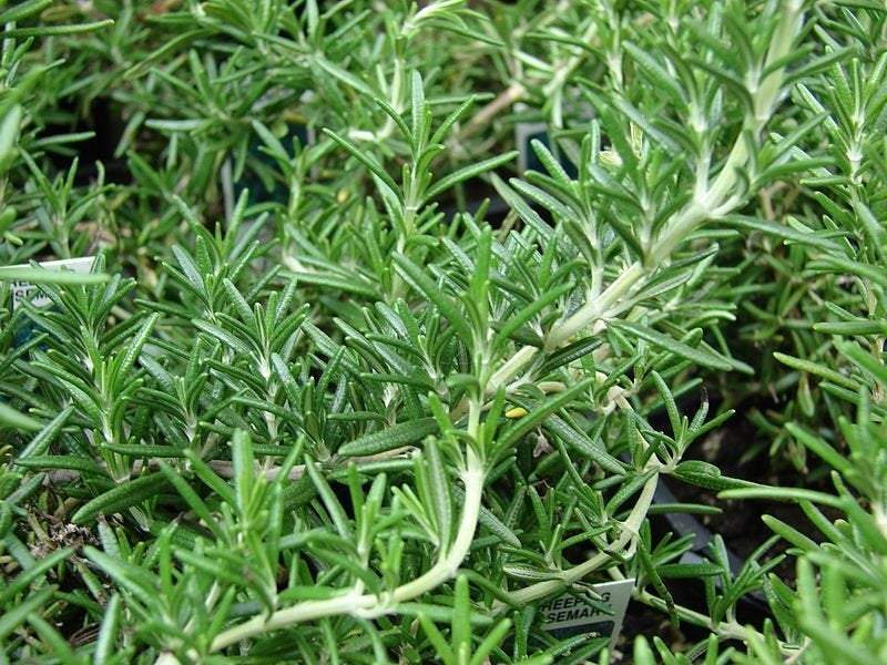 Rosemary (Rosmarinus officinalis) 50 seeds Vesta Market