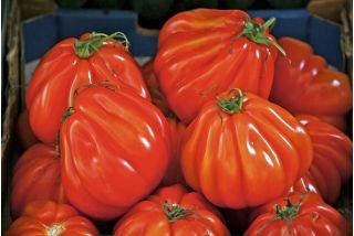 Pear Tomato Red 300 Seeds - Vesta Market