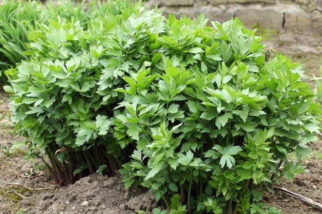 Lovage Herb 100 Seeds - Vesta Market