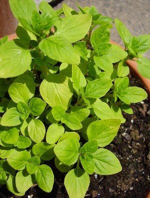Marjoram 500 Seeds Vesta Market