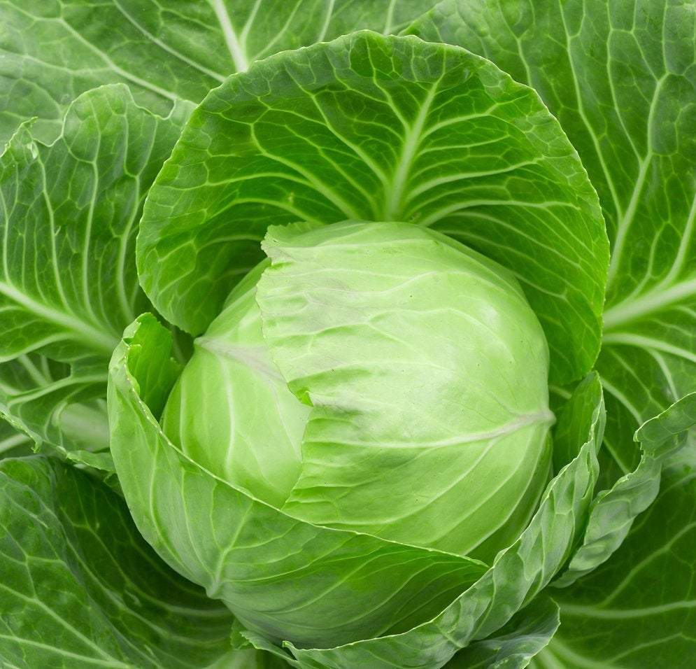 White Cabbage Fantasy 100 seeds Vesta Market