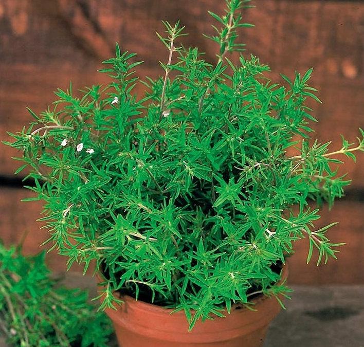 Summer Savory 800 seeds Vesta Market