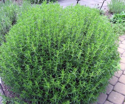 Summer Savory 800 seeds Vesta Market