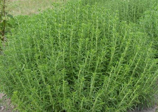 Summer Savory 800 seeds Vesta Market