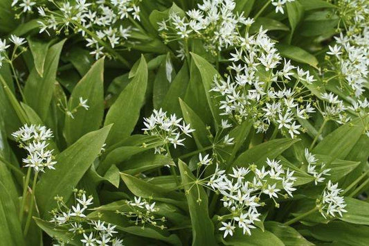 Bear's Garlic Flower 50 seeds - Vesta Market