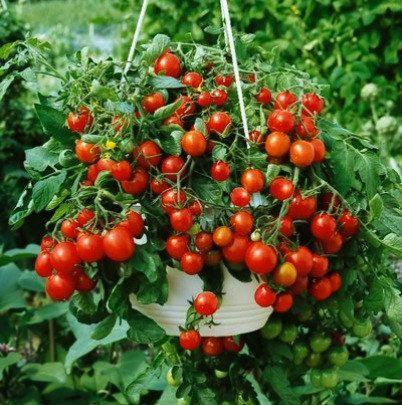 Garden Pele Tomato 50 Seeds - Vesta Market