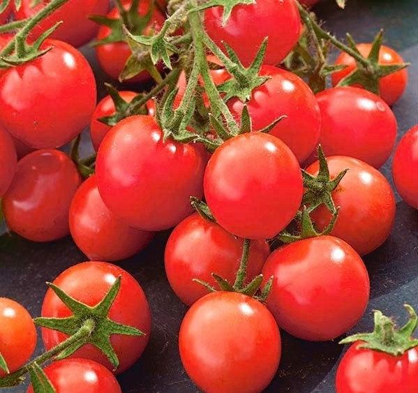 Garden Pele Tomato 50 Seeds - Vesta Market