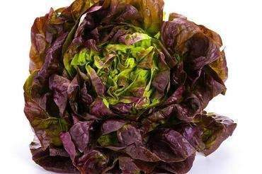 Sahim Red Butter Lettuce 200 seeds Vesta Market