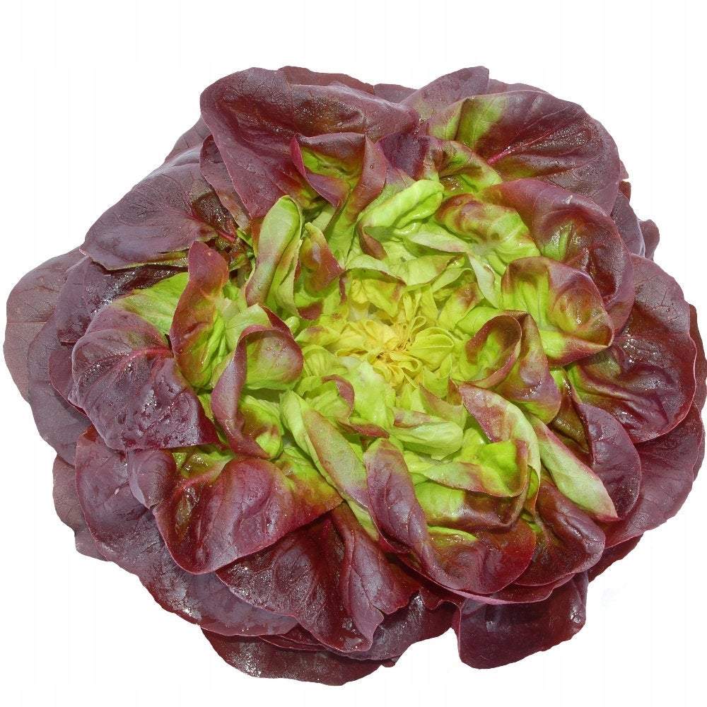 Sahim Red Butter Lettuce 200 seeds Vesta Market