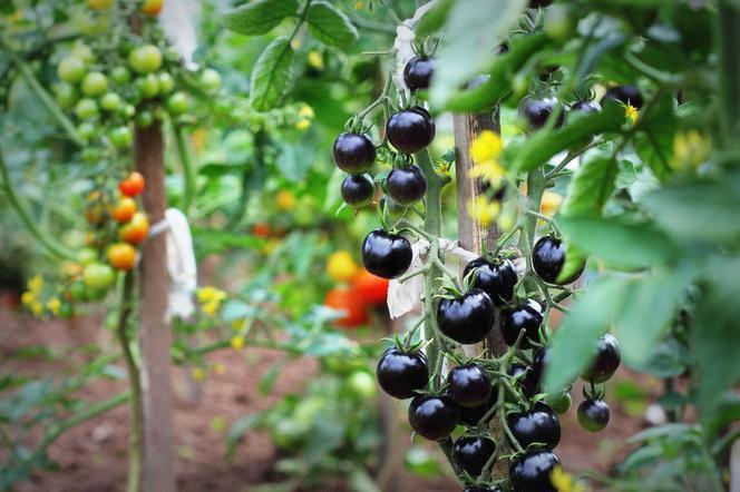 Black Cherry Tomato seeds - Vesta Market
