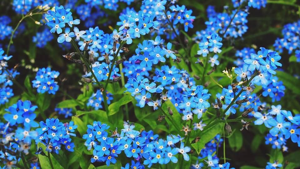 Alpine Forget-Me-Not Flower 500 seeds - Vesta Market