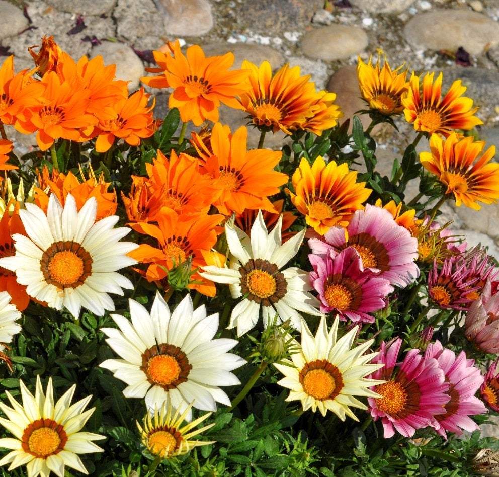 Treasure Flower Mix 100 seeds Vesta Market