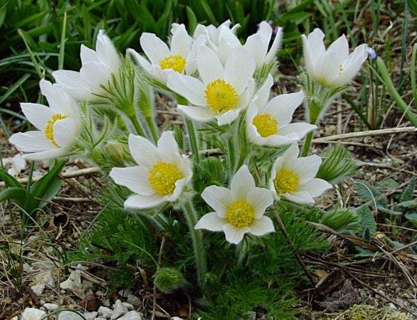 Pasqueflower White 50 Seeds Vesta Market